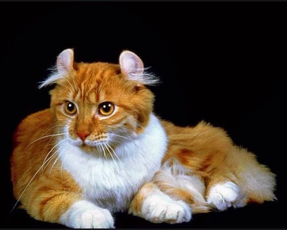 Порода шартрез, или картезианская кошка: французский шарм плюс кошачья неотразимость - Кот, пёс и я