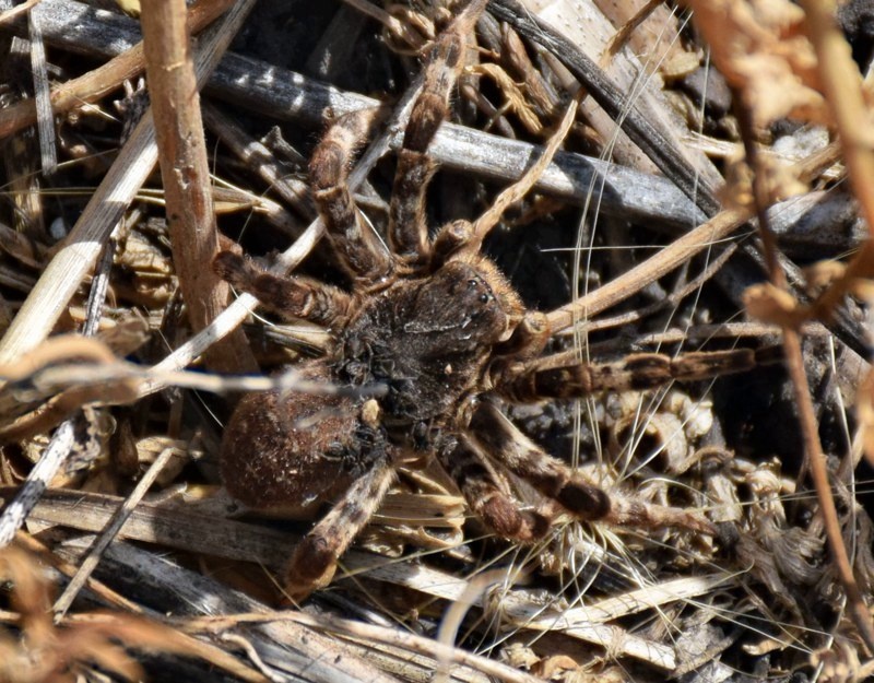 Тарантул вел себя спокойно и охотно позировал для фотографии
