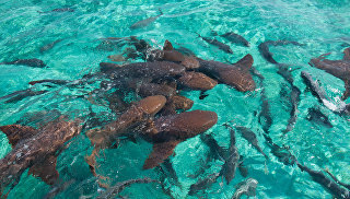 © Depositphotos / MorenovelНа Багамах на блогера из США напала акула, которую считают безопасной