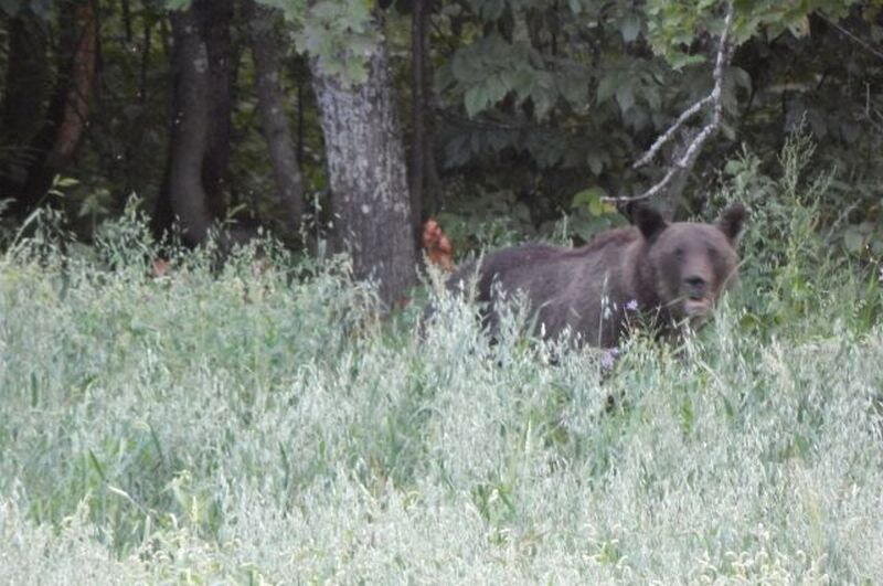 Фото: krsk.aif.ru