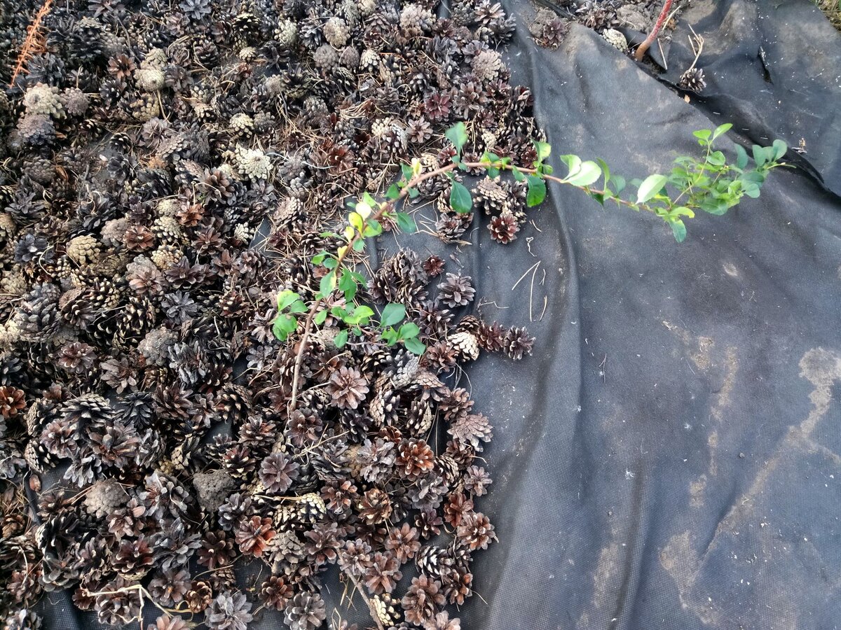 Укрывной материал и сосновые шишки под хеномелесом