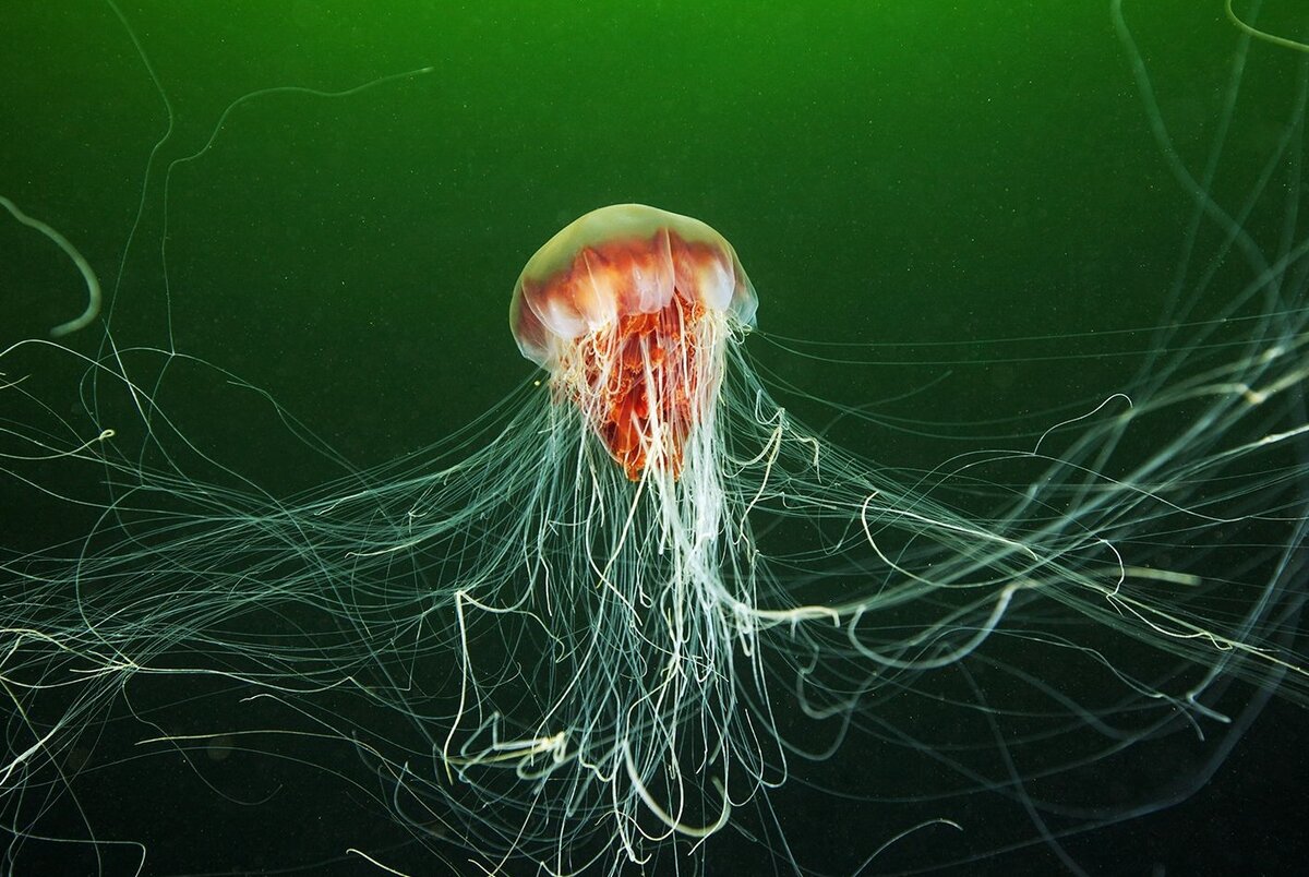 Медуза морская оса