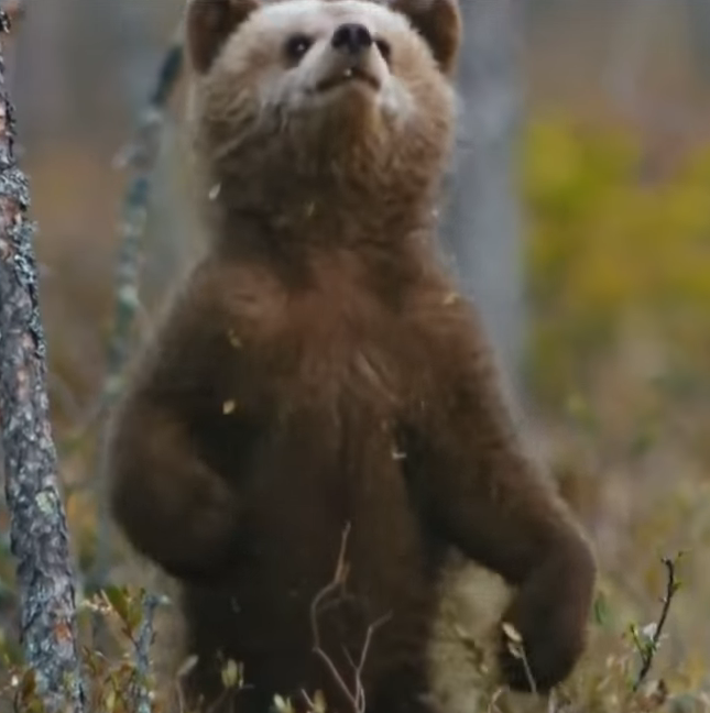 Здорово посмотреть на птичку.