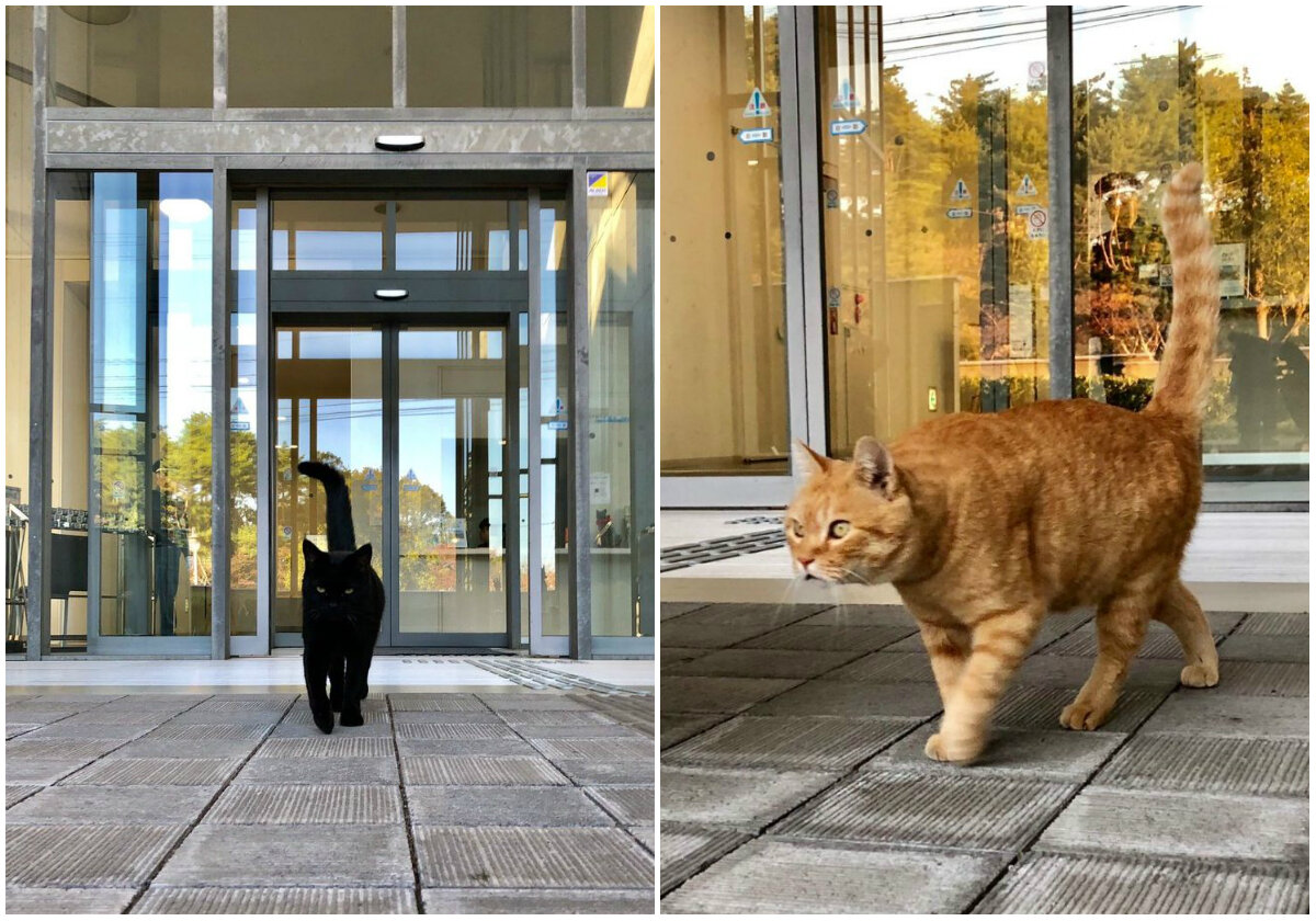 История установки дома для японских котов Кена и Гоу в Зеленоградске