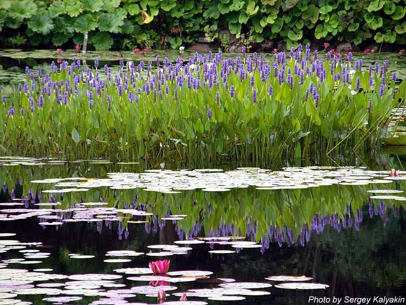 Ботанические водные сады Ады Хофман