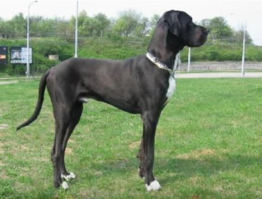 Немецкий дог