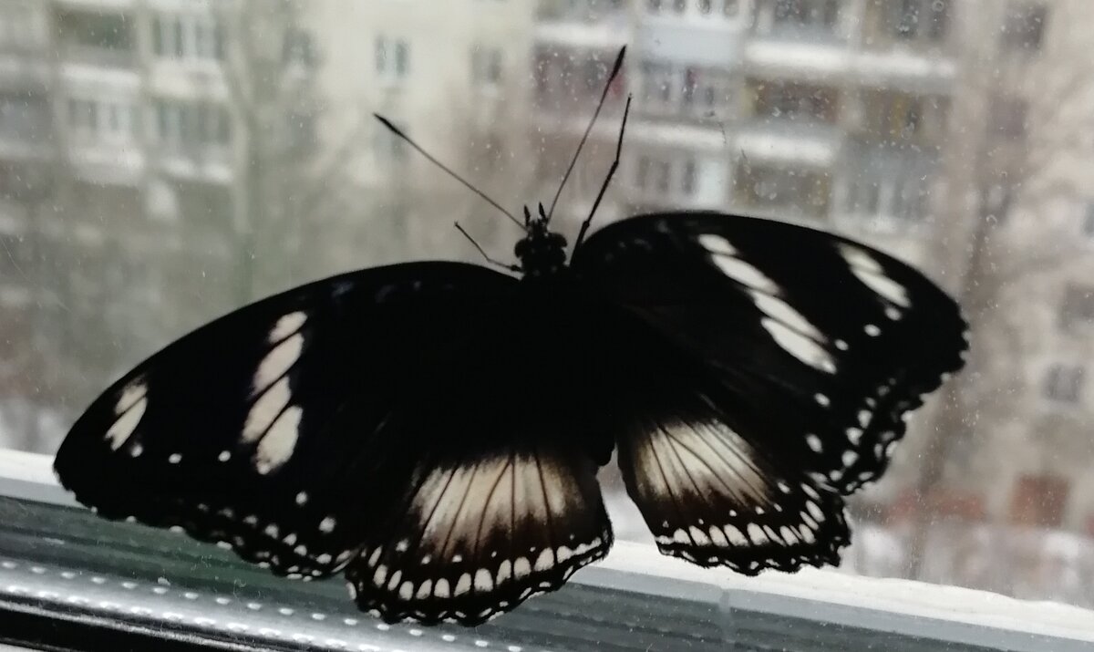 Сколько живут домашние бабочки. Домашние бабочки. Чёрная домашняя бабочка. Бабочки из бабочкария. Бабочка белая с черным большая в Саратовской области.