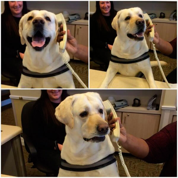    Недовольство собаки умиляет Один из пользователей разместил в сети фото собаки, которая разговаривает по телефону с недовольной мордой. Фото быстро разобрали на заготовку для мемов.
