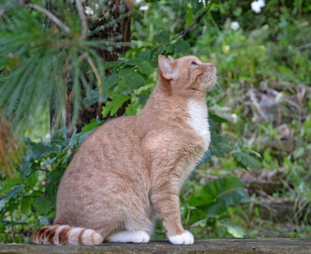 Птичек слушаю