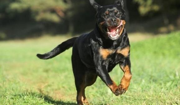 Фото из поисковой системы Яндекс