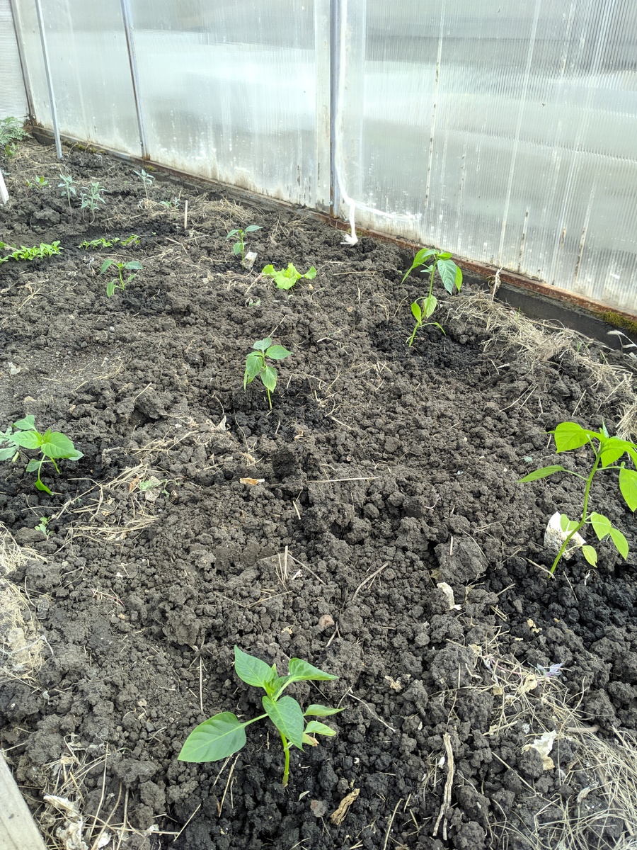 Таких "заморышей" у меня никогда не было.