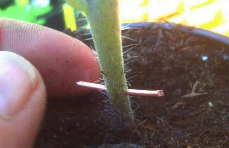 Фото я нашла в интернете. Не слишком ли толстая тут взята проволока? На этом фото "иглоукалывание" производят рассаде на расстоянии примерно 1 см от земли.