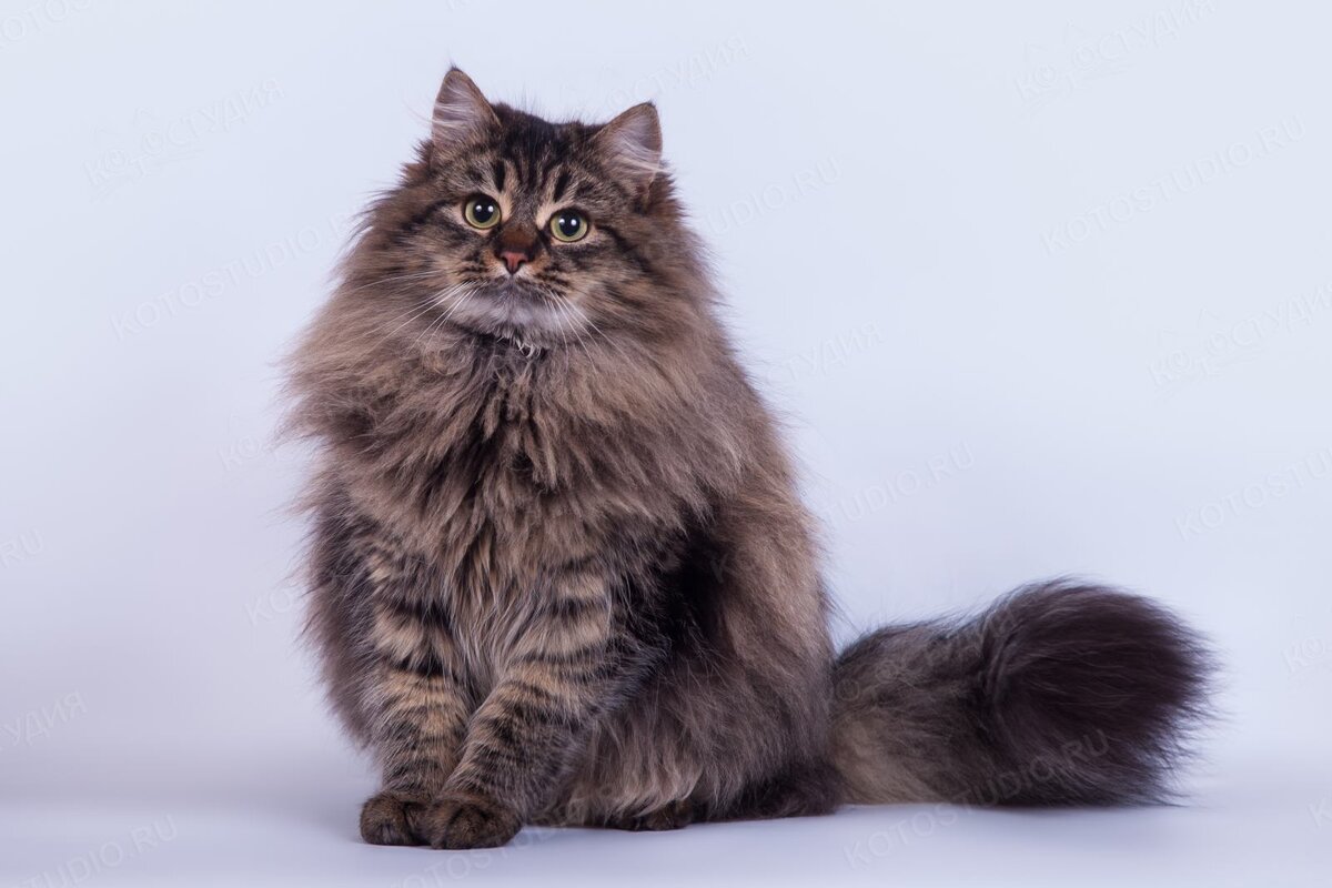 Сибирская кошка
