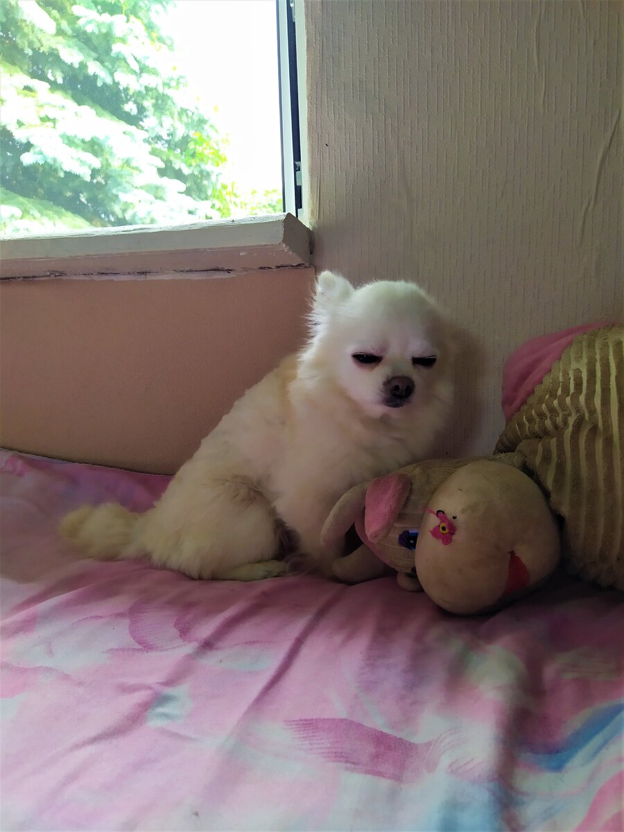 Проша дремлет рядом с любимой игрушкой