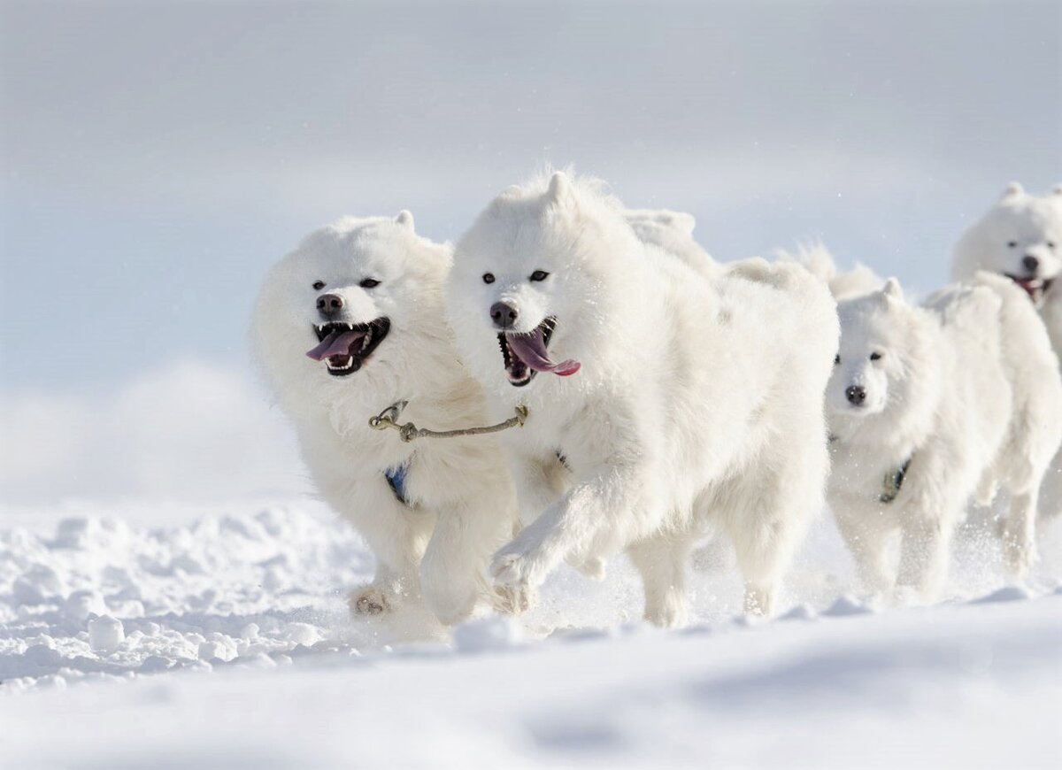 Samoyed, Bjelkier, Samoiedskaya Sobaka, Nenetskaya Laika, Smiley