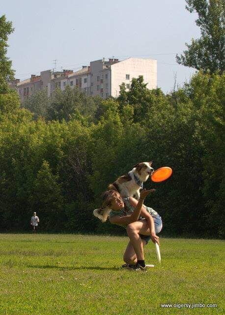 Соревнования по фрисби. Бордер колли