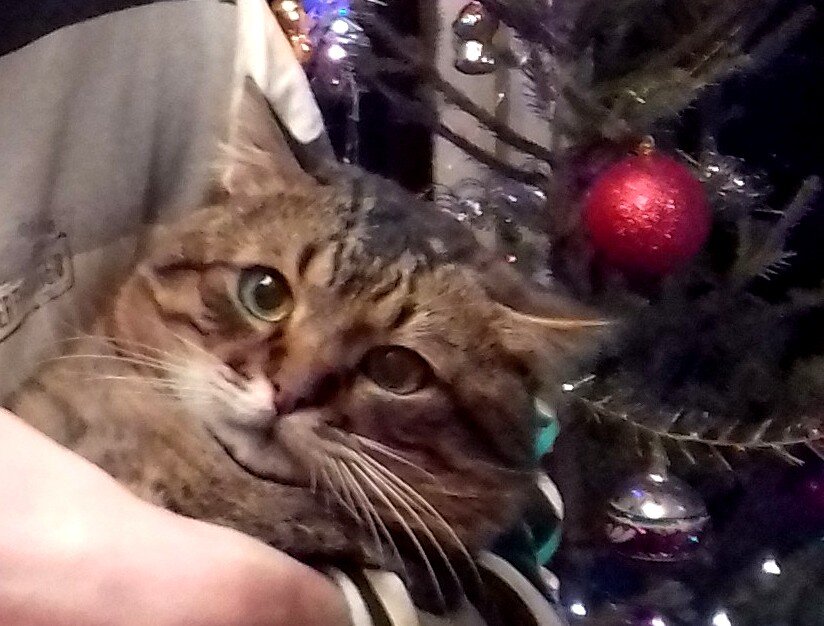 Пус был очень гордым котиком!