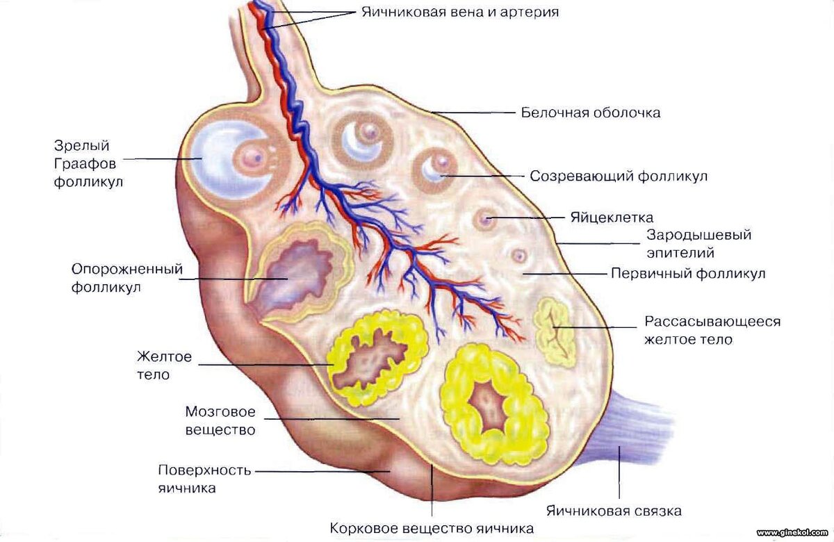 Анатомия женщины (строение женских половых органов)