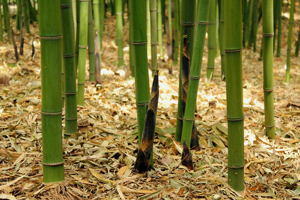    Бамбуковая роща.  Источник: pinterest.com   