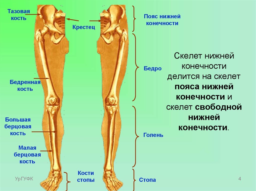 это строение ноги с описанием (взято из интернета)