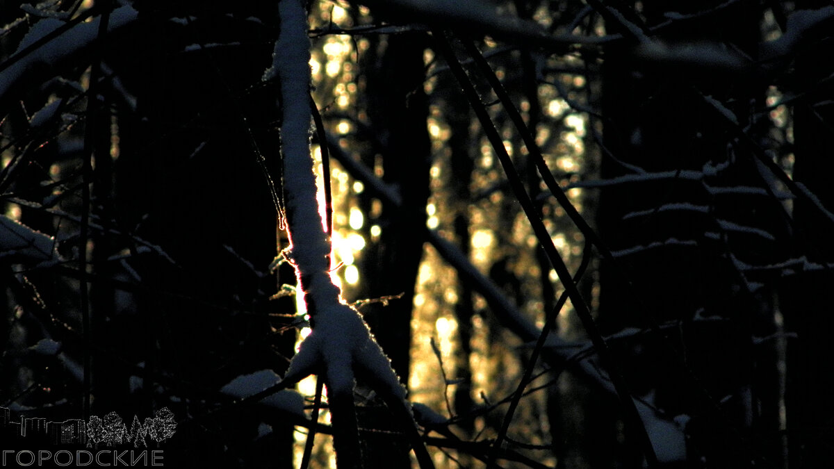 Солнечный свет в зимней лесной тиши.