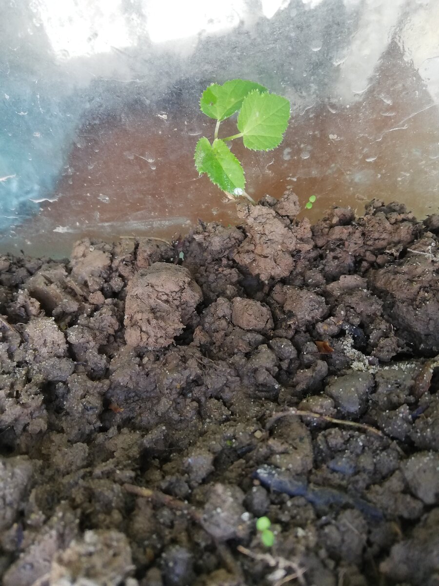 Самый большой экспонат