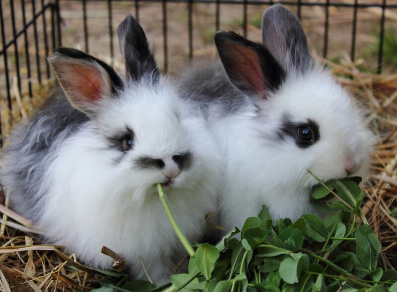 Кролики. Взято с Яндекс.Картинки