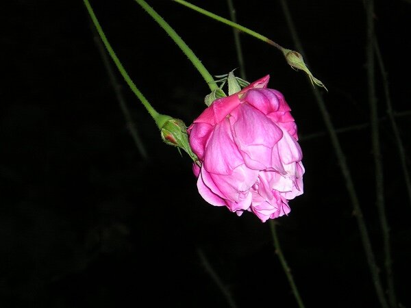 © All rights reserved.