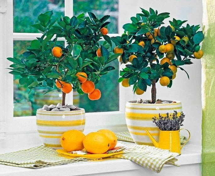 Апельсин и каламондин (фото с Яндекс.картинки)