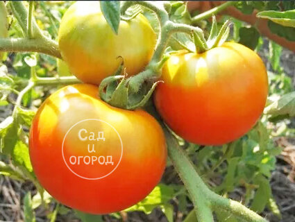 Весь помидор уже набрал цвет, а область возле плодоножки никак не хочет краснеть