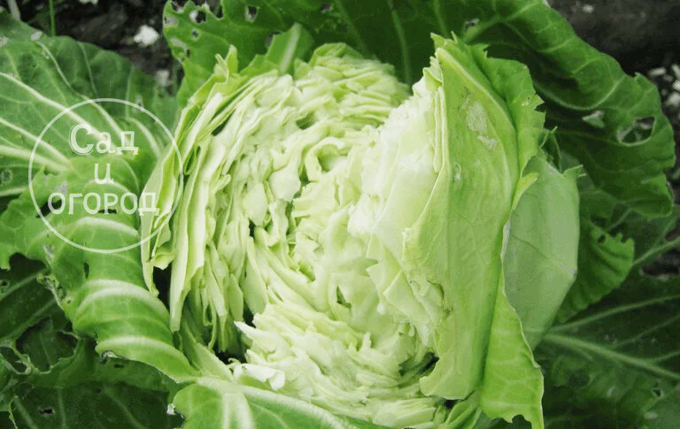 Оставлять капусту такой нельзя, нужно исправлять ситуацию