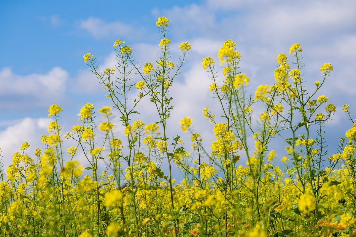 Растение "рыжик". 