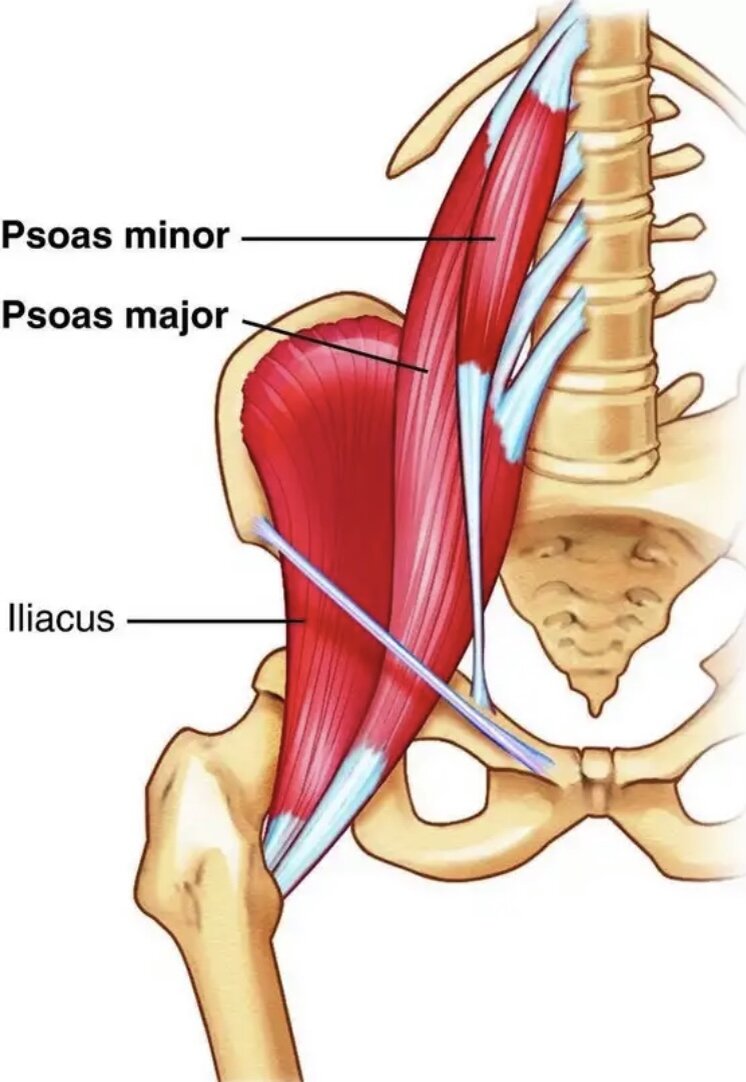 Muscle m. Малая поясничная мышца, m. PSOAS Minor. Musculus PSOAS Major анатомия. Musculus PSOAS Major, большая поясничная мышца. PSOAS Major мышца.