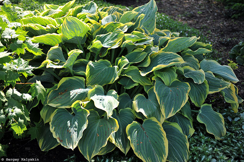 Хоста Sagae