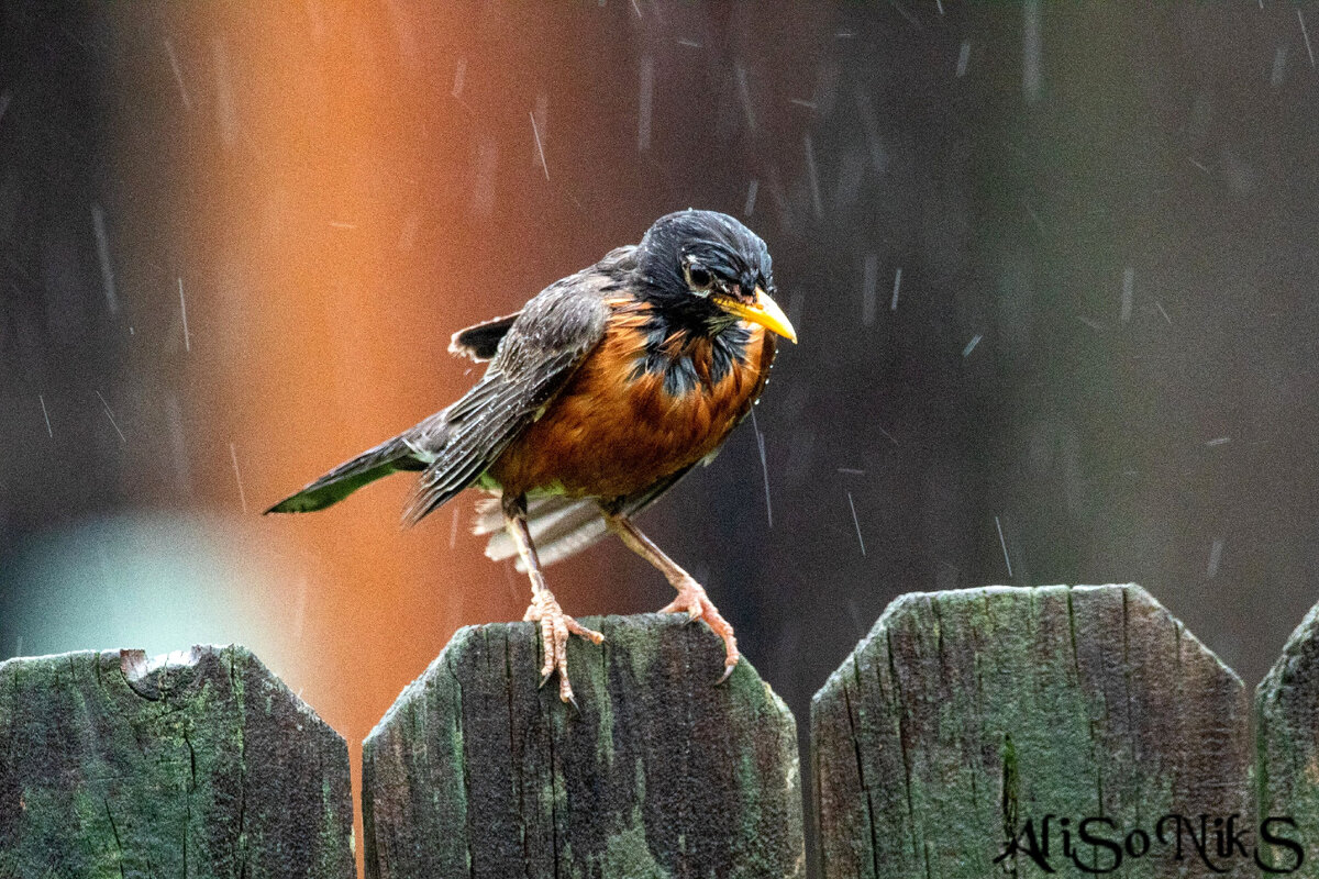 Photo by Joshua J. Cotten on Unsplash