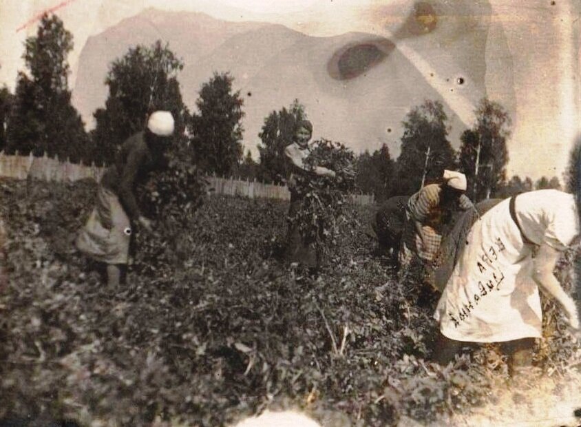 На уроке ботвы