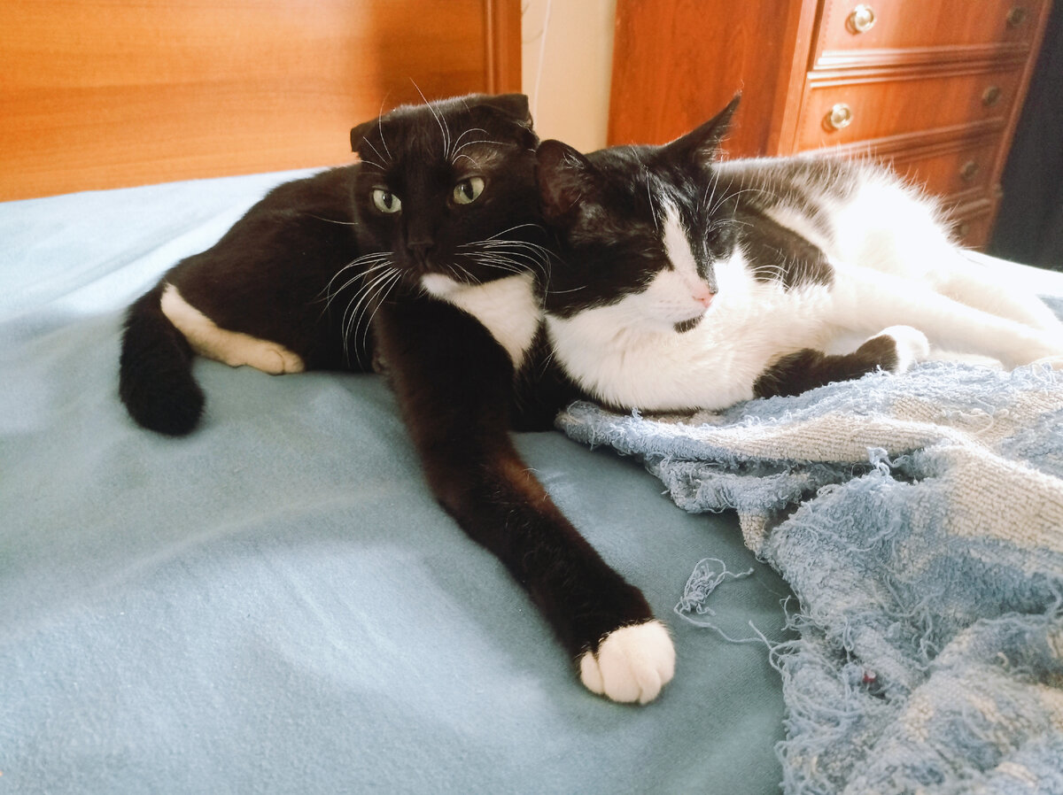 Хорошо быть котом - твоё главное средство гигиены всегда с тобой