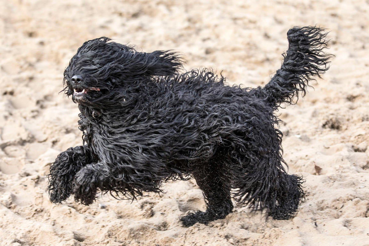Ничего необычного, просто барбет несётся к барберу. 