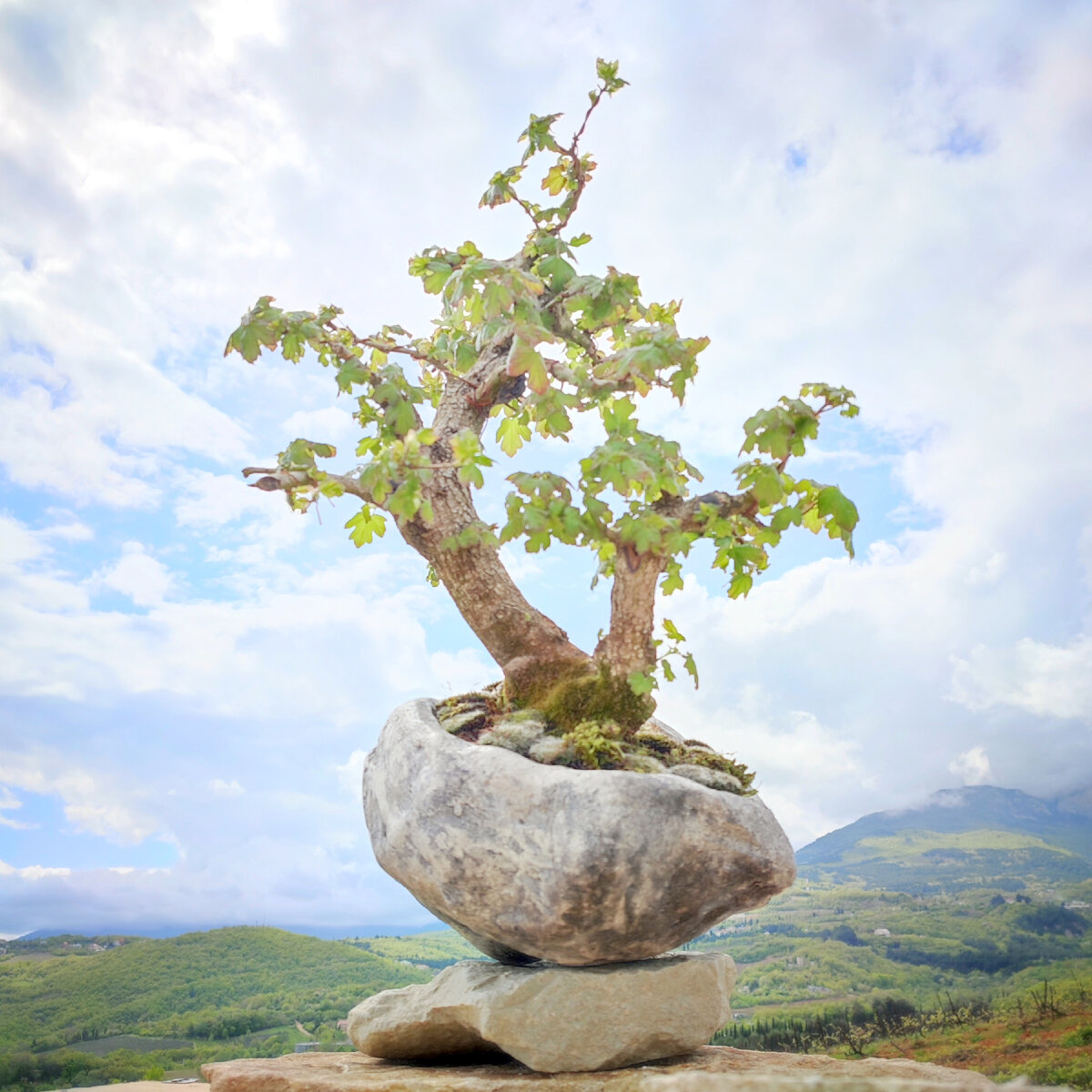 Клён, 32×24×19, уникальный.