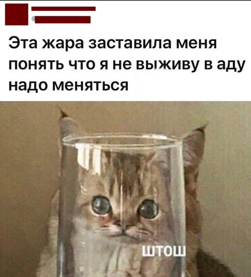 Картинка штош с котом