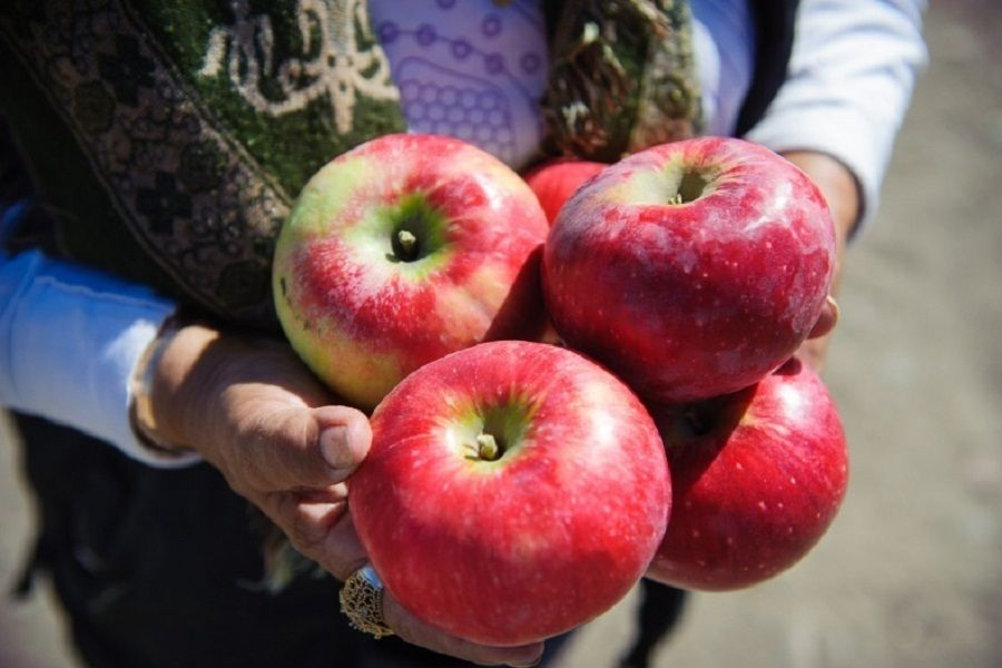 Яблоки из казахстана