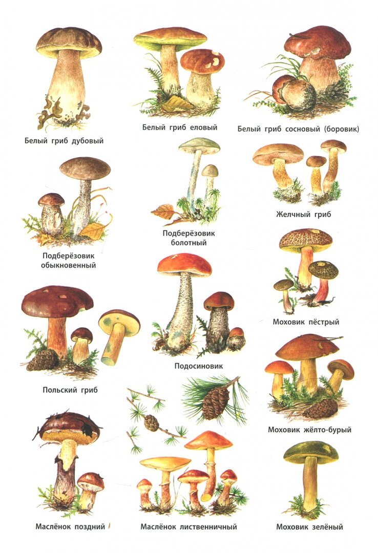 Грибы на букву т. Грибы съедобные и несъедобные с названиями. Название лесных съедобных грибов. Рисунки грибов съедобных и несъедобных с названиями. Съедобные грибы и несъедобные грибы названия.