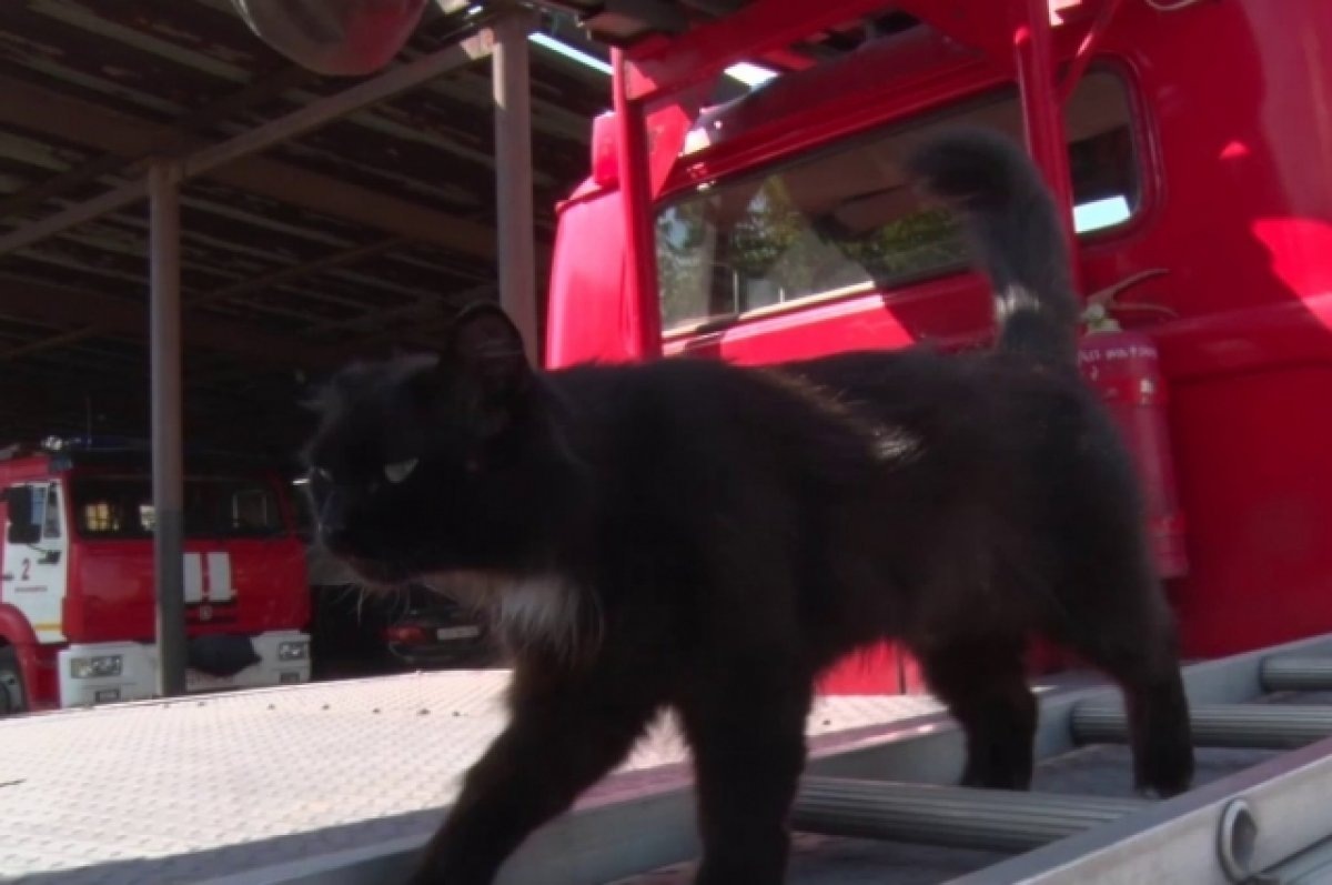    Кошка Маша на службе в пожарно-спасательной части Ленинского района Красноярска.