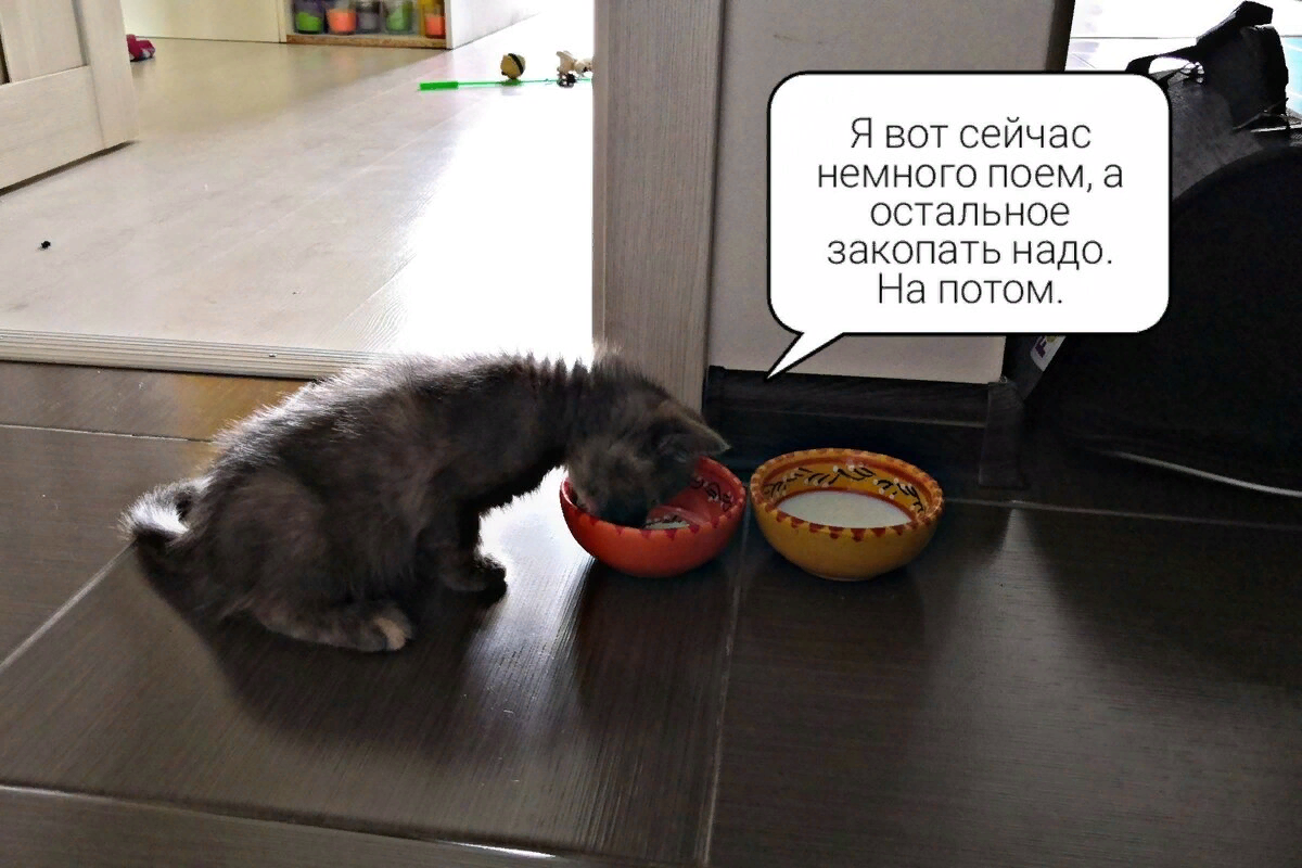 😼4 причины, по которым кошка закапывает еду | Нос, хвост, лапы | Дзен