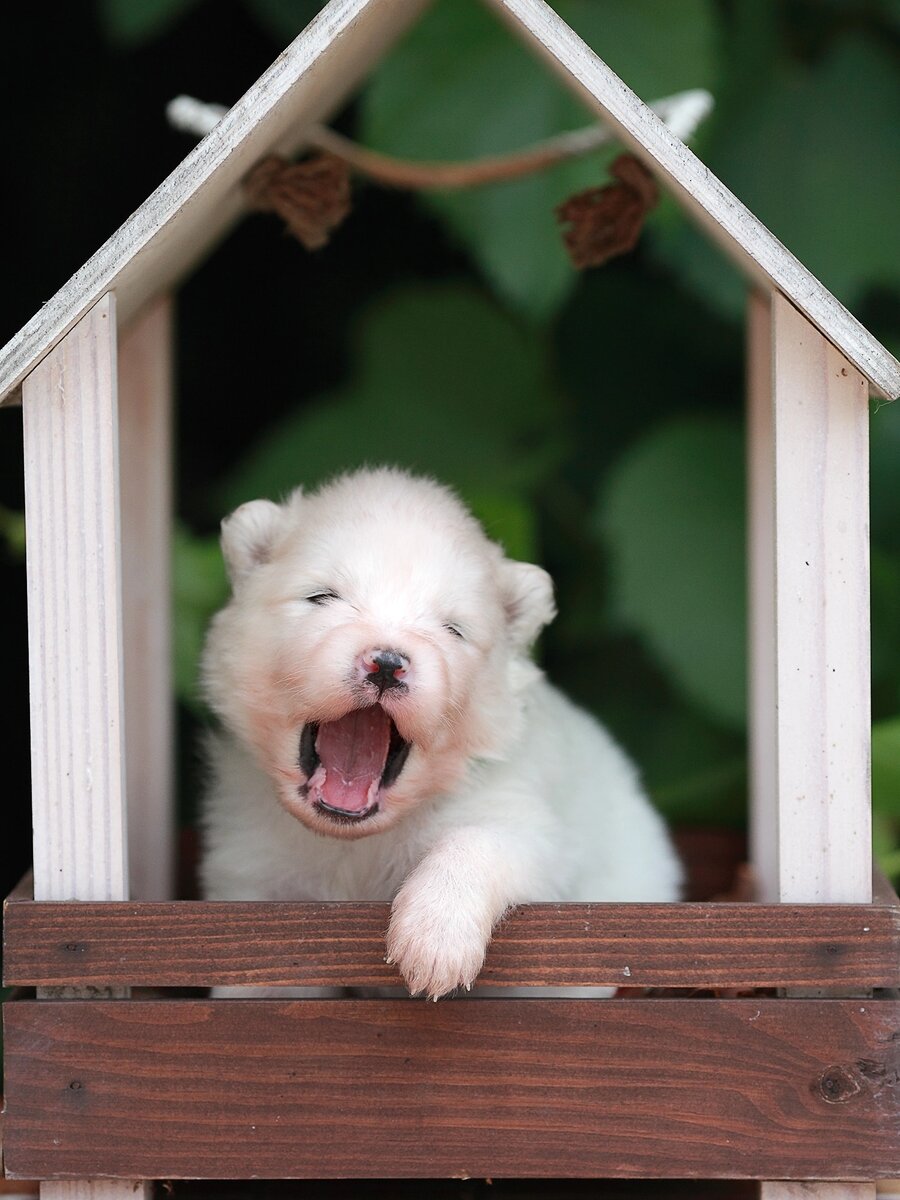Ааа! Хотим в новый дом! 