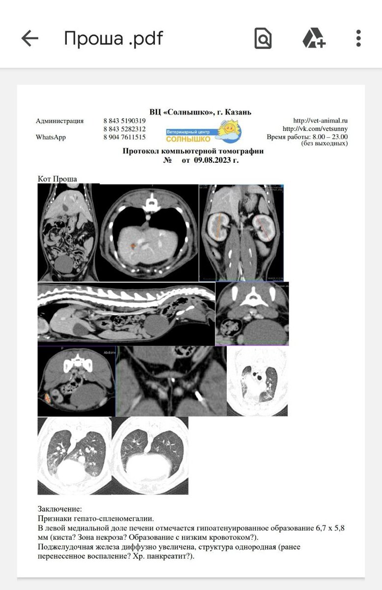Пришло заключение КТ котика Проши. Нужно дообследование. | Любовь с когтями  | Дзен
