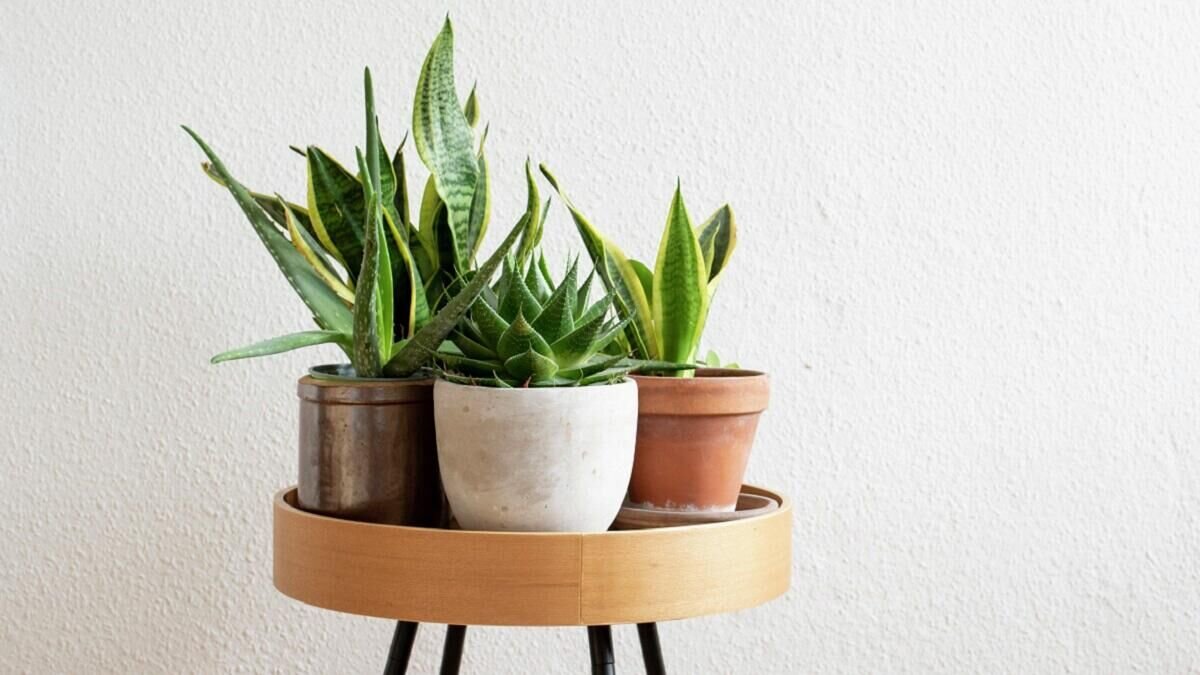    Комнатные цветы© Globallookpress / Stephan Schulz