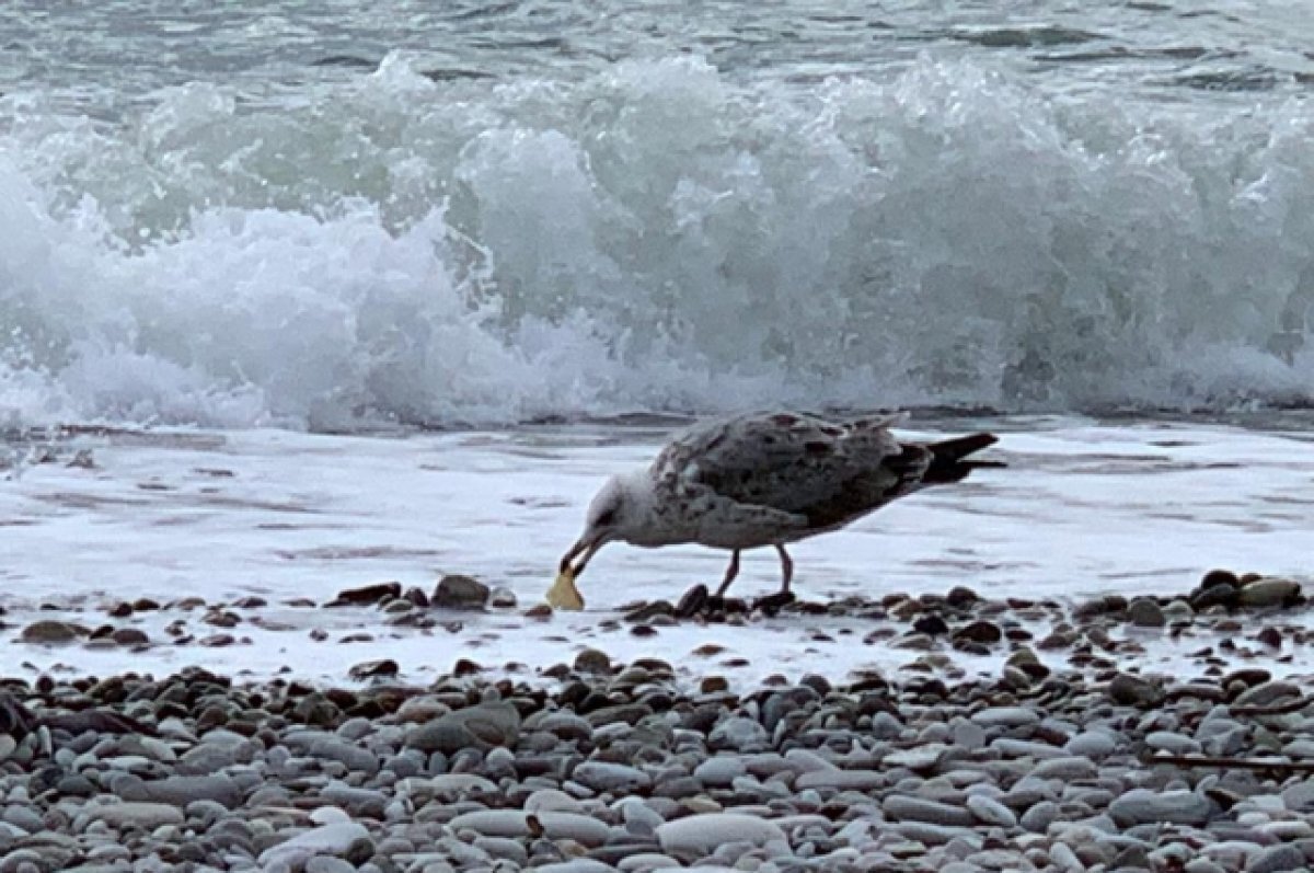    На пляже в Сочи отдыхающие обнаружили труп мужчины