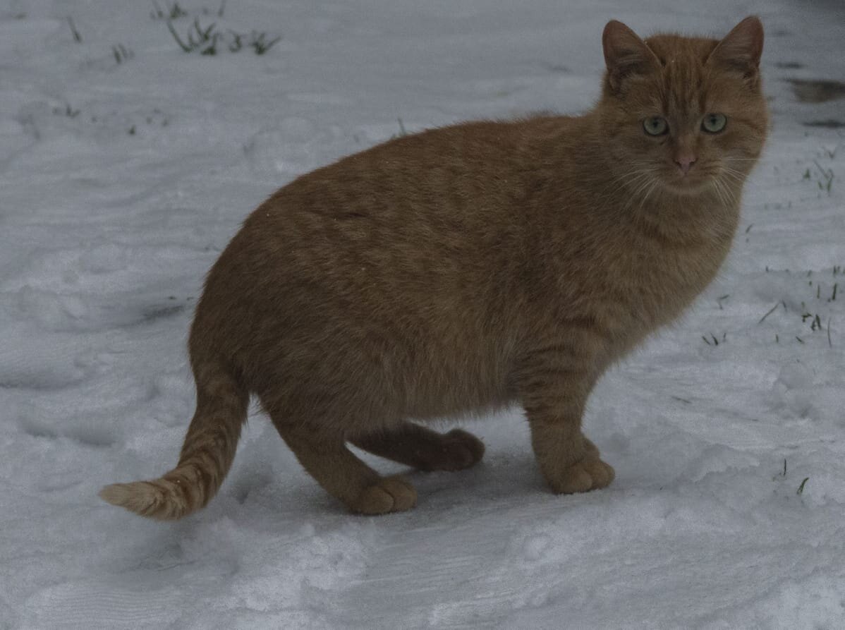 Рыжий котик дачник остается один с сентября. | Animalrescueed | Дзен