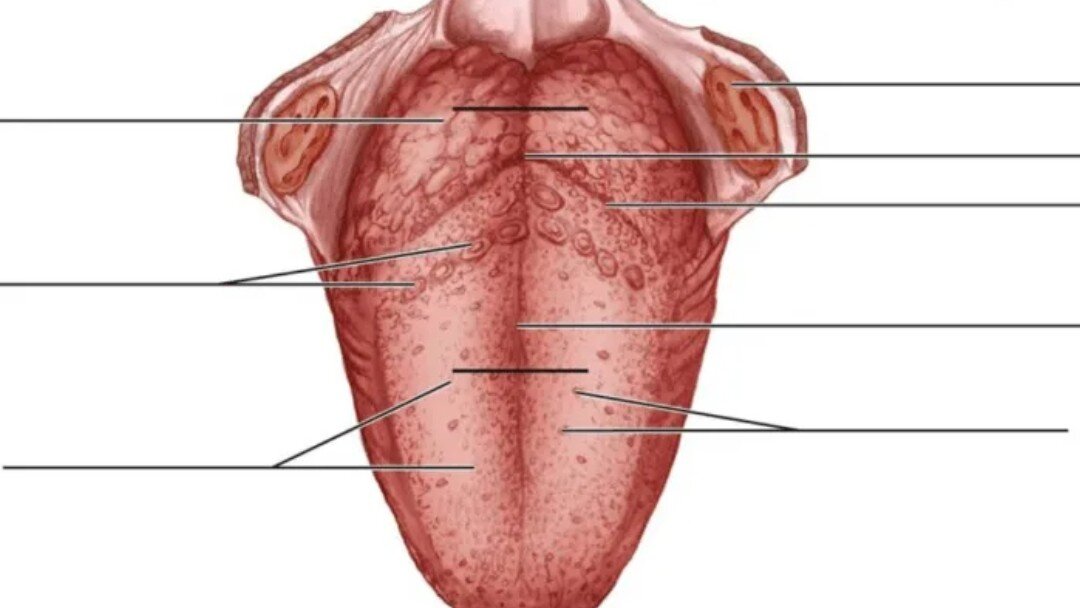 Работа языка человека. Корень языка анатомия строение. Желобовидные сосочки анатомия. Сосочки языка анатомия латынь.